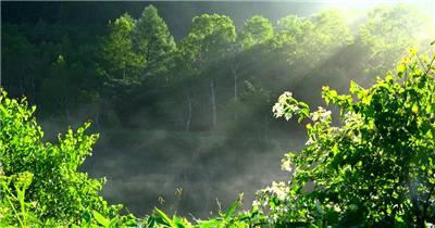 4K片源 超高清实拍视频素材 自然风景山水花草树木瀑布超清素材-书籍-学习资料-电子书夸克网盘资源分享