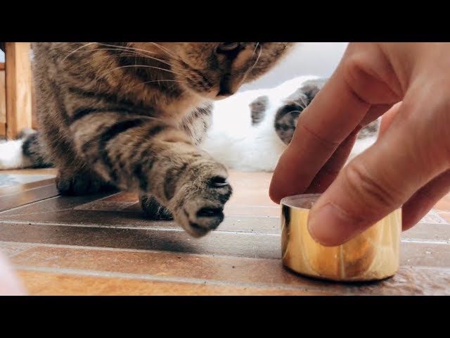 铲屎君必备.猫咪训练视频-书籍-学习资料-电子书夸克网盘资源分享