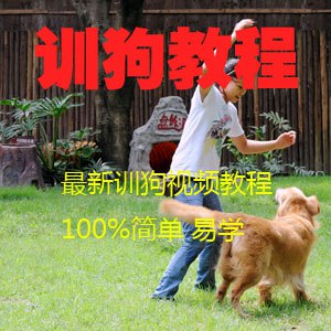 20节狗狗基本训练技巧视频教程-书籍-学习资料-电子书夸克网盘资源分享