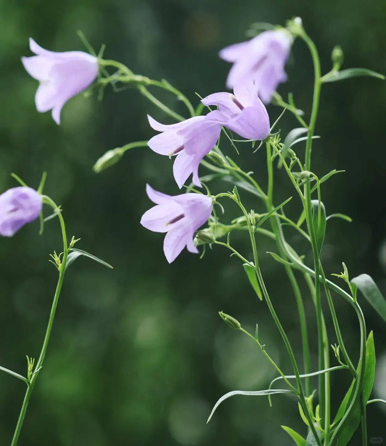 她们自己的文学：从勃朗特到莱辛的英国女小说家-书籍-学习资料-电子书夸克网盘资源分享