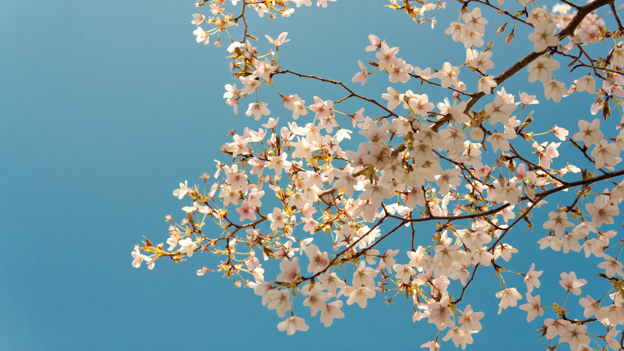 申论素材积累包 (2024-2025)-书籍-学习资料-电子书夸克网盘资源分享