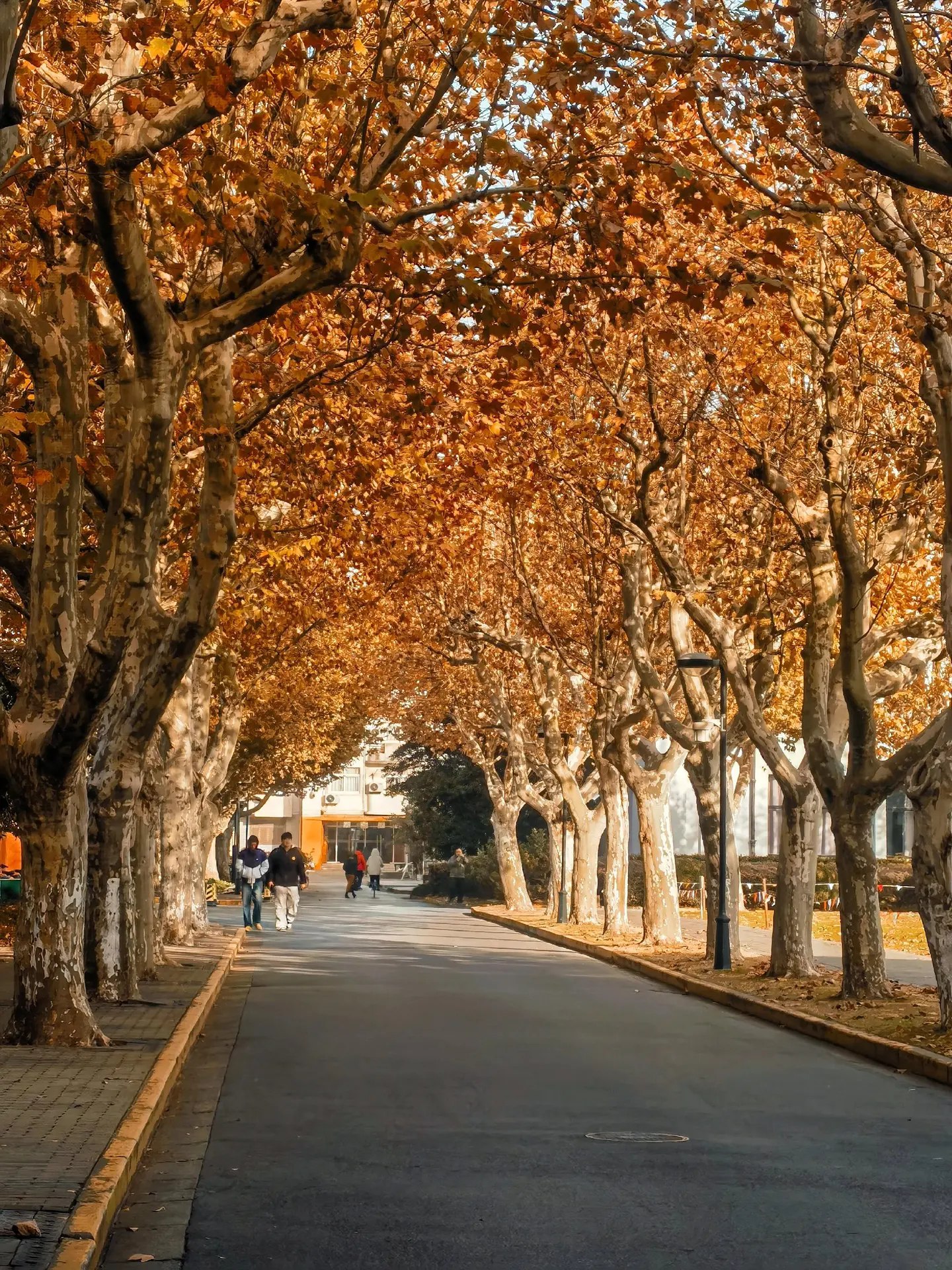 钟小棵手机摄影教程-书籍-学习资料-电子书夸克网盘资源分享