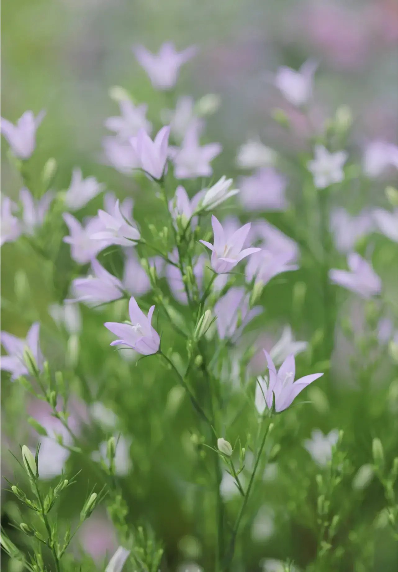 牧云歌Monkey英语_牧云歌-书籍-学习资料-电子书夸克网盘资源分享