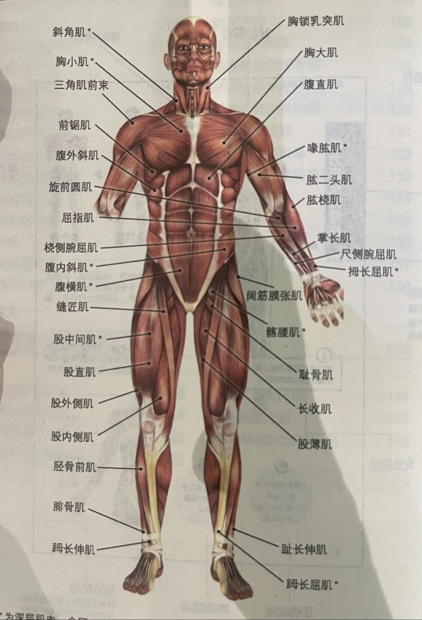 人体解剖学:中山大学-书籍-学习资料-电子书夸克网盘资源分享