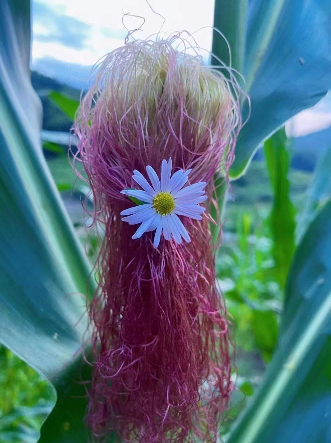 中国风水55讲-书籍-学习资料-电子书夸克网盘资源分享