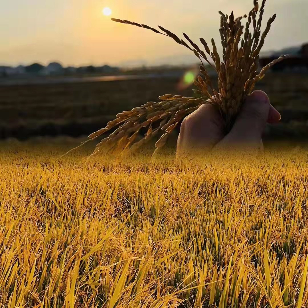 Java程序员阿斌手把手教学-IM项目实战课聊天室-书籍-学习资料-电子书夸克网盘资源分享