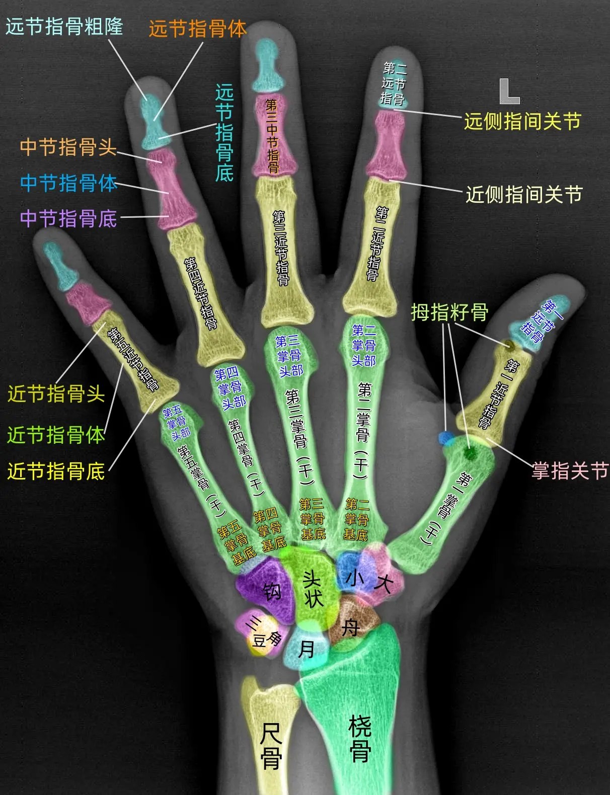 探索人体奥秘10集（完结）-书籍-学习资料-电子书夸克网盘资源分享