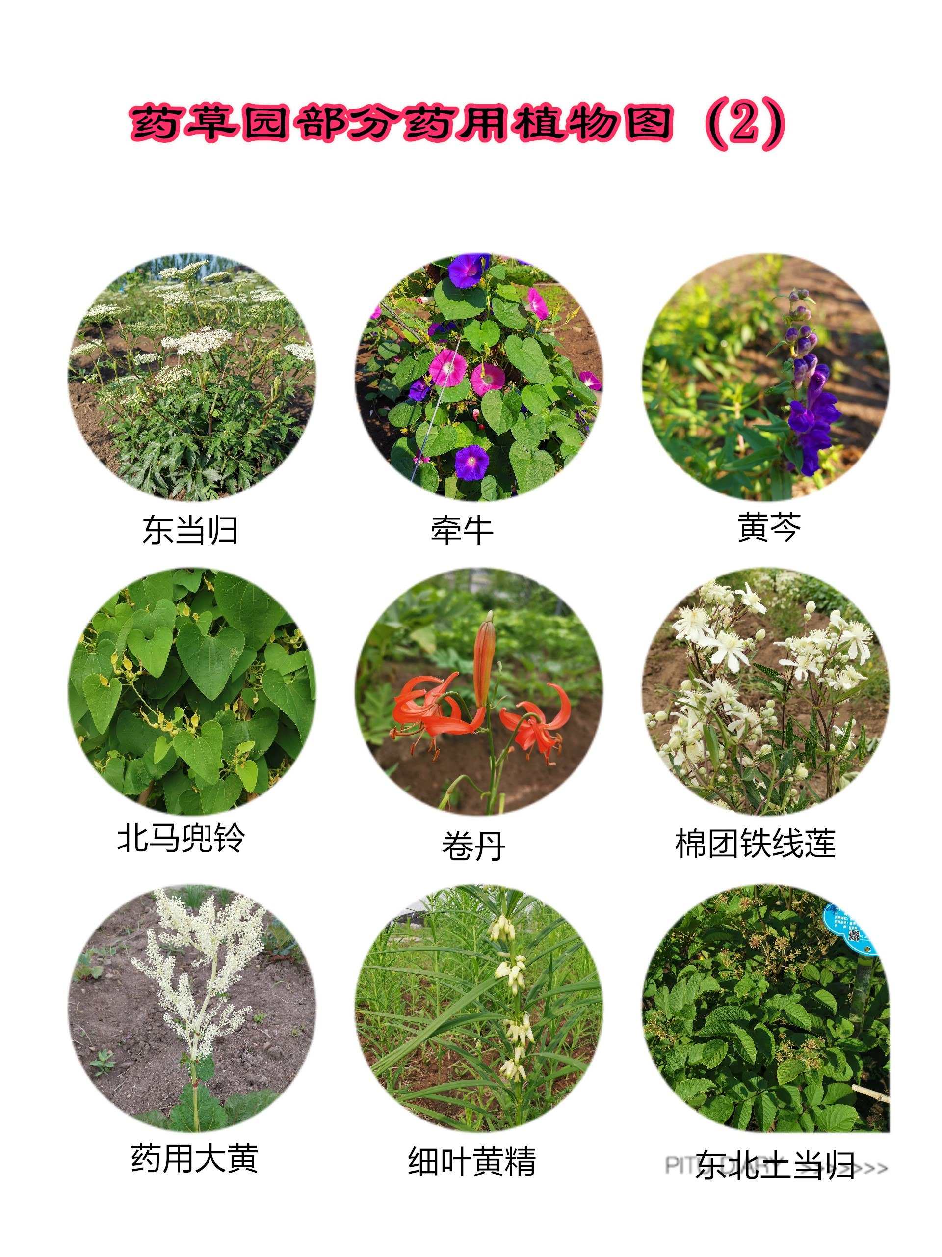 药用植物-书籍-学习资料-电子书夸克网盘资源分享