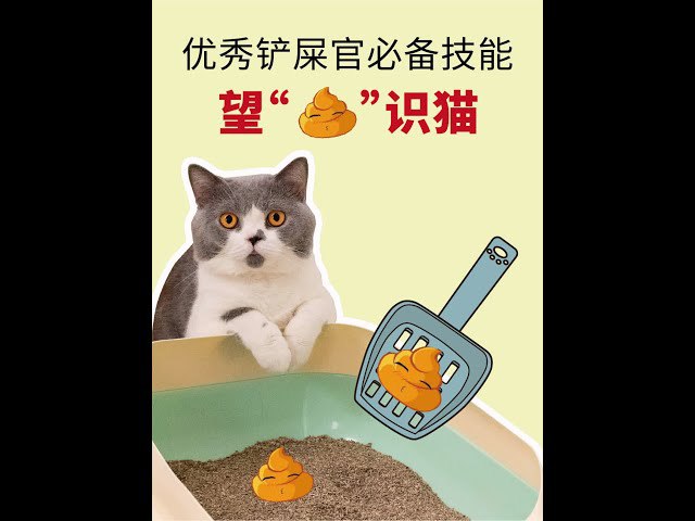 《铲屎君必备.猫咪训练视频》-书籍-学习资料-电子书夸克网盘资源分享