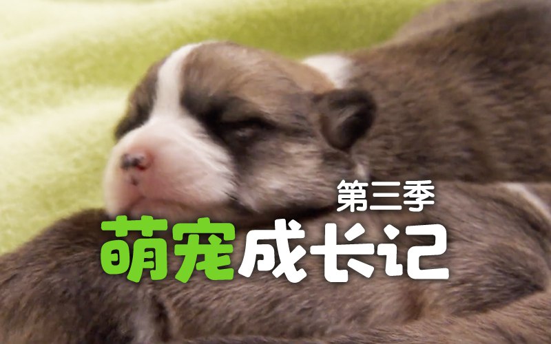 《央视力荐儿童纪录片萌宠成长记1-3季 儿童启蒙佳片》-书籍-学习资料-电子书夸克网盘资源分享