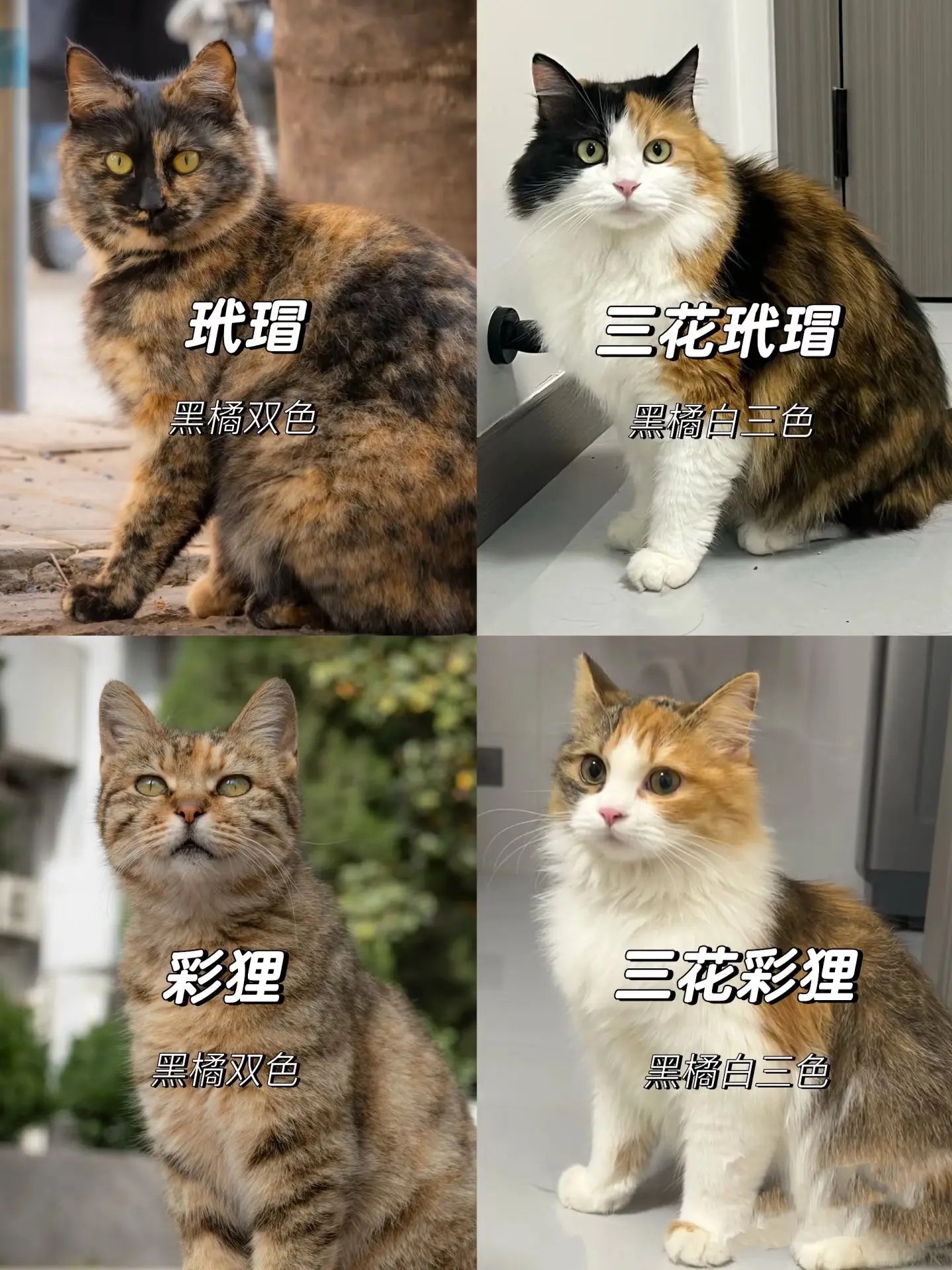 温铁军套装（共5册）-书籍-学习资料-电子书夸克网盘资源分享