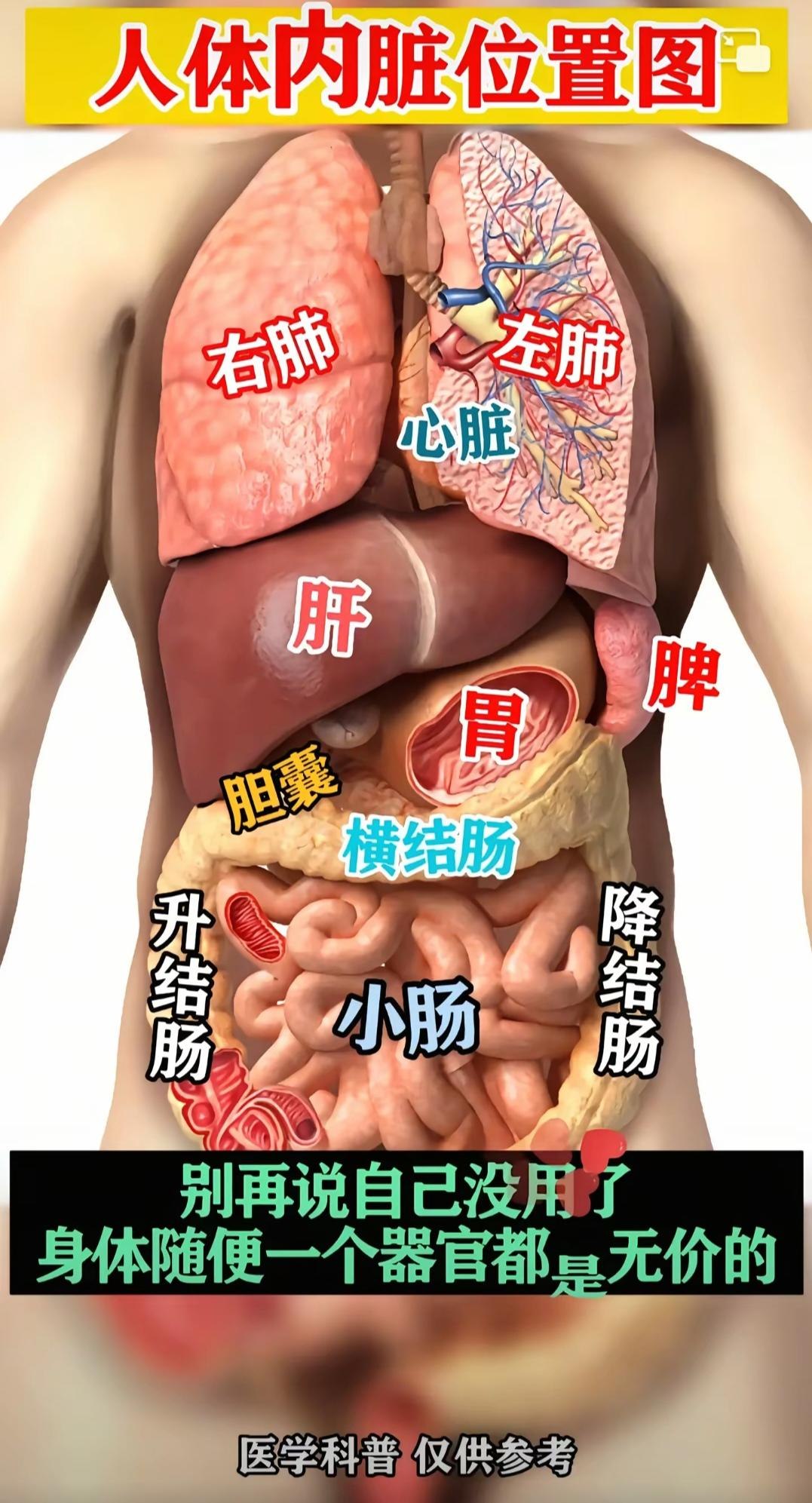 认识身体：探秘人体微宇宙-书籍-学习资料-电子书夸克网盘资源分享