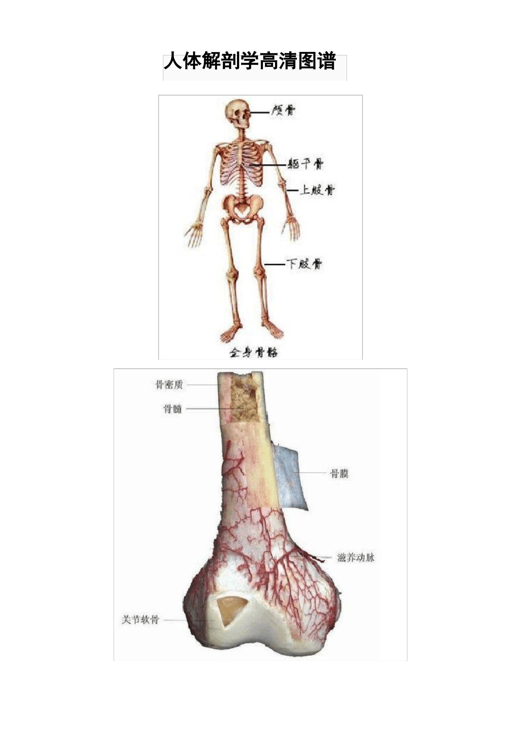 医学彩色图谱-书籍-学习资料-电子书夸克网盘资源分享