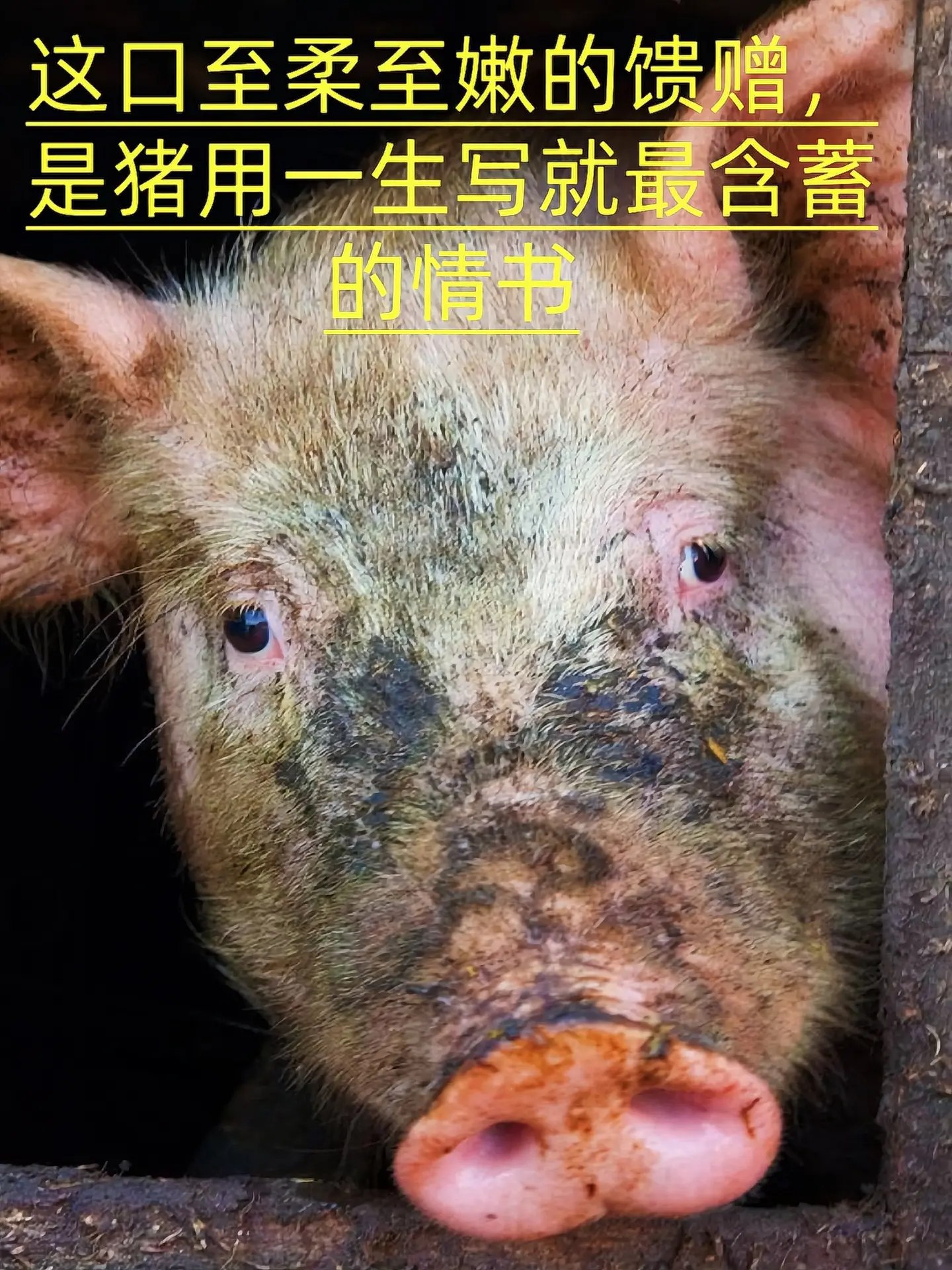 全品高考复习方案-书籍-学习资料-电子书夸克网盘资源分享