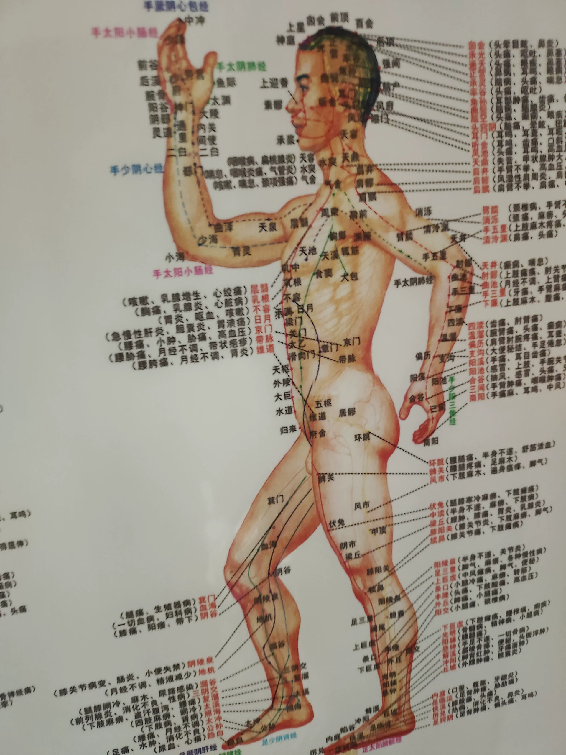 中医高清脉学和经络图-书籍-学习资料-电子书夸克网盘资源分享